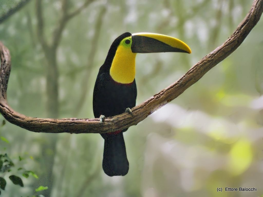 Could fruit eating species such as the black-mandibled Toucan be disproportionately affected by land-use change?