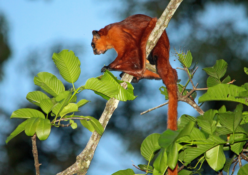 Red giant flying squirrel