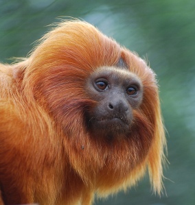 Species like the golden tamarin have been brought back from the brink of extinction - so why don't we talk about them? Photo credit: 1000 wishes on Flickr